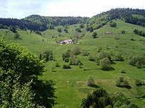 http://upload.wikimedia.org/wikipedia/commons/thumb/6/66/Schwarzwald_1.jpg/220px-Schwarzwald_1.jpg